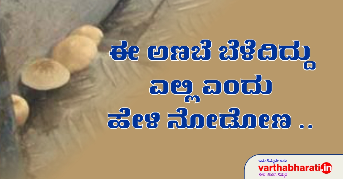 ಈ ಅಣಬೆ ಬೆಳೆದಿದ್ದು ಎಲ್ಲಿ ಎಂದು ಹೇಳಿ ನೋಡೋಣ ..